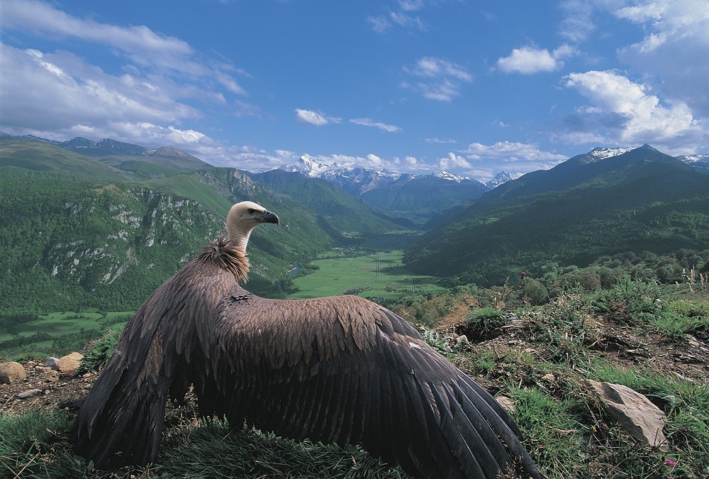 RANDO ROBERT du 18/12/25 AUTOUR DES VILLAGES SOUS LE REPAIRE DES VAUTOURS