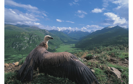 RANDO ROBERT du 18/12/25 AUTOUR DES VILLAGES SOUS LE REPAIRE DES VAUTOURS