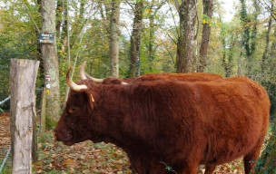 MARCHE NORDIQUE DU 7 NOVEMBRE - BESCAT -