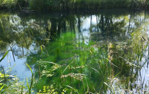 Marche Nordique du 29/05 à l'espace naturel du lac de Castet